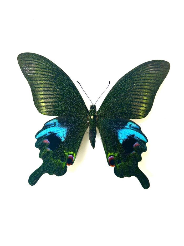 Papilio Arcturus - Papillon De Jour Papilionidae Spécimen Naturalisé