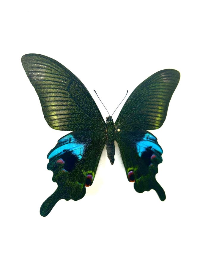 Papilio Arcturus - Papillon De Jour Papilionidae Spécimen Naturalisé – Image 2