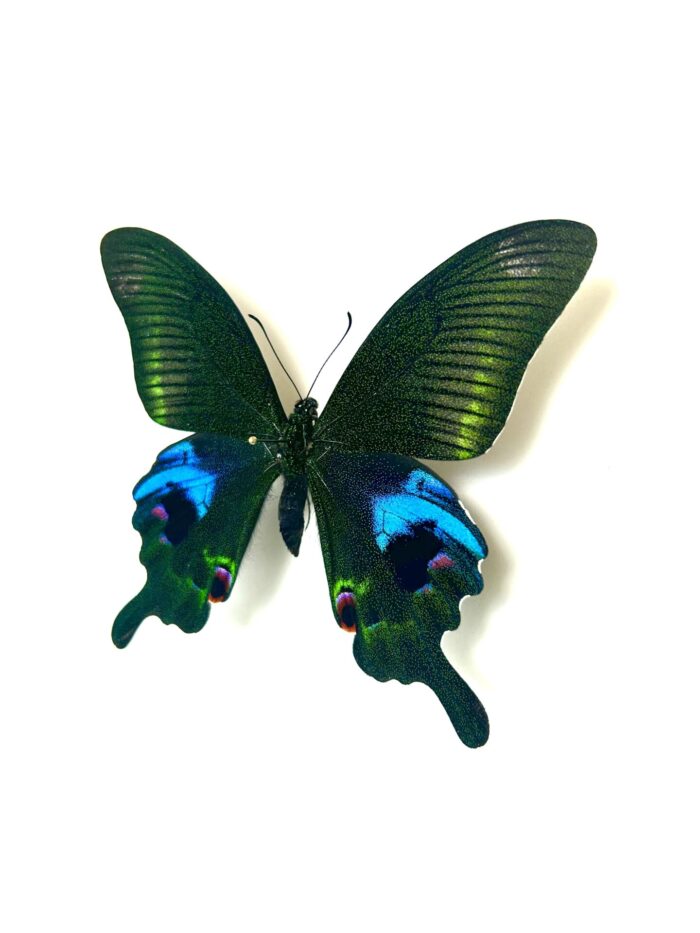 Papilio Arcturus - Papillon De Jour Papilionidae Spécimen Naturalisé – Image 3