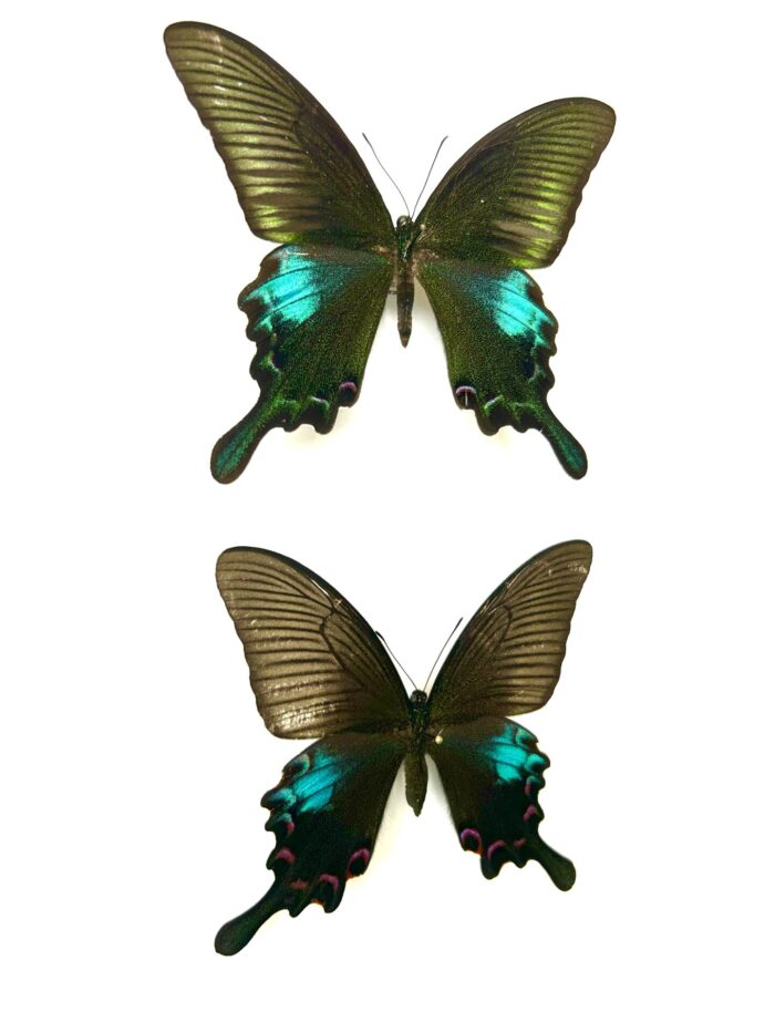 Papilio Polyctor Couple - Papillon De Collection Aux Reflets Verts – Image 2