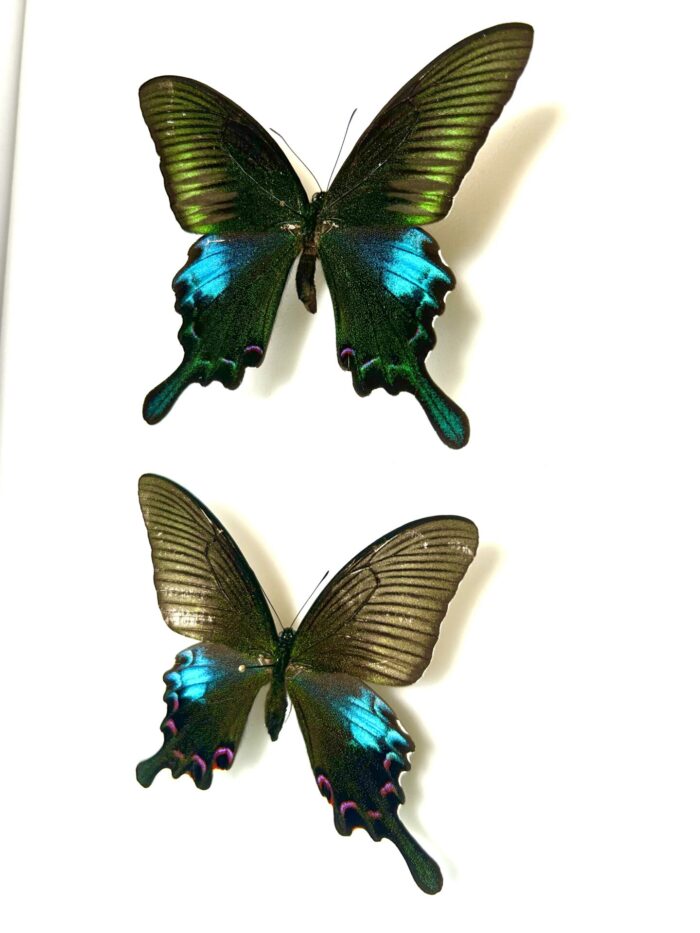 Papilio Polyctor Couple - Papillon De Collection Aux Reflets Verts – Image 3