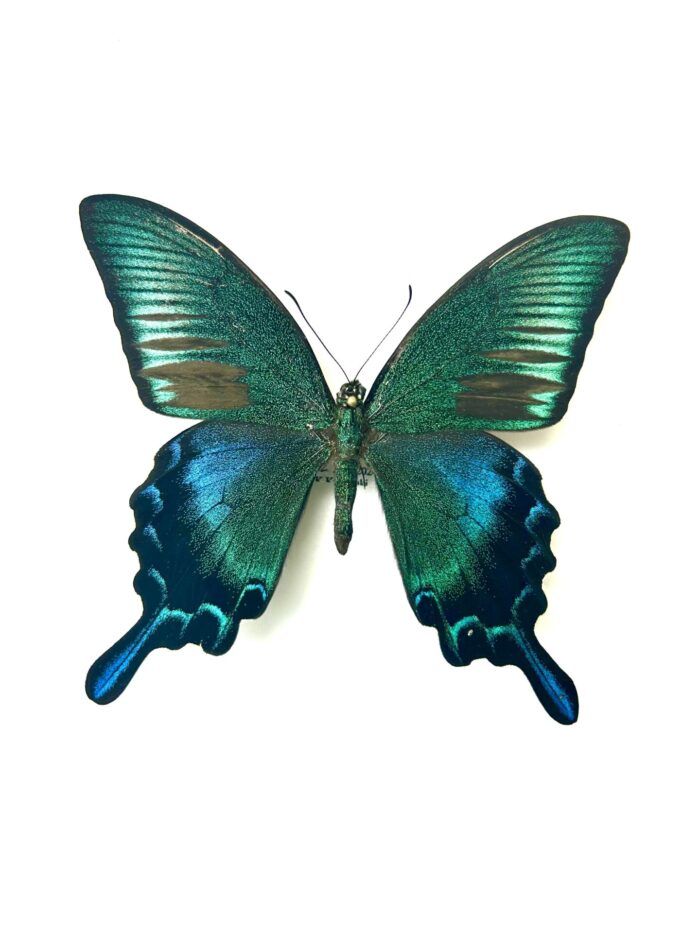 Papilio Dehanii Hachijonis - Papillon Du Japon Rare Naturalisé – Image 4