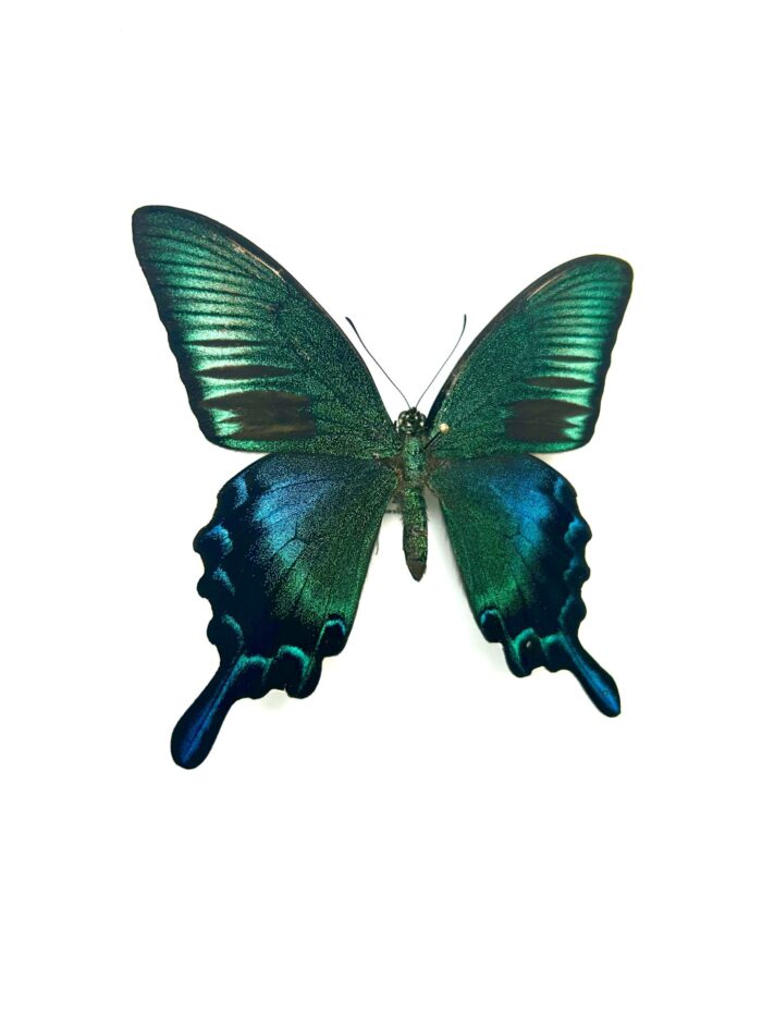 Papilio Dehanii Hachijonis - Papillon Du Japon Rare Naturalisé – Image 5