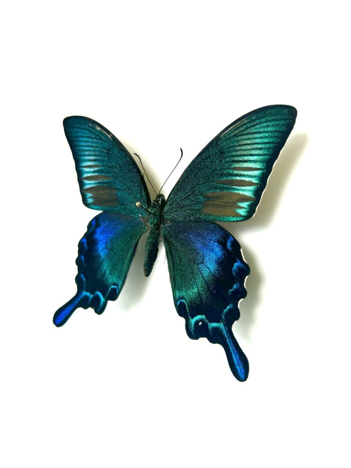 Papilio Dehanii Hachijonis - Papillon Du Japon Rare Naturalisé – Image 6