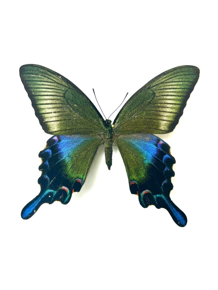 Papilio Dehanii Hachijonis - Papillon Du Japon Rare Naturalisé