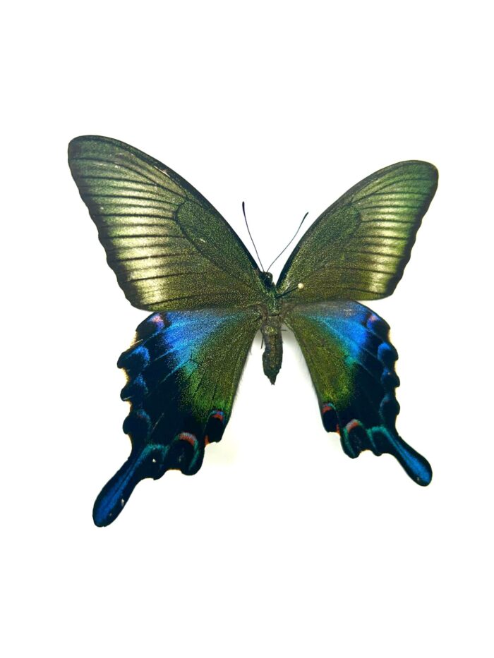 Papilio Dehanii Hachijonis - Papillon Du Japon Rare Naturalisé – Image 2