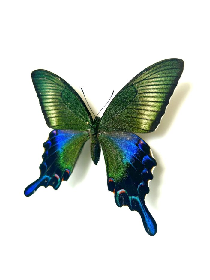 Papilio Dehanii Hachijonis - Papillon Du Japon Rare Naturalisé – Image 3