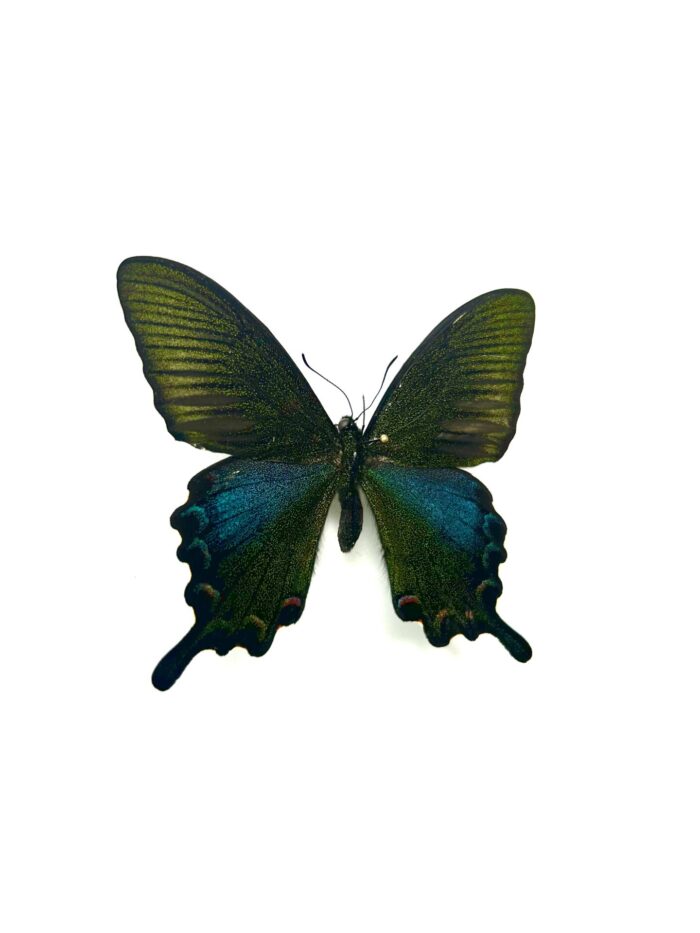 Papilio Bianor Okinawaensis - Papillon Japonnais Rare Naturalisé – Image 2