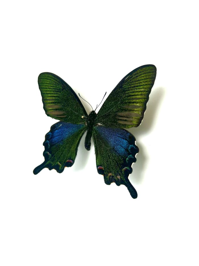 Papilio Bianor Okinawaensis - Papillon Japonnais Rare Naturalisé – Image 3