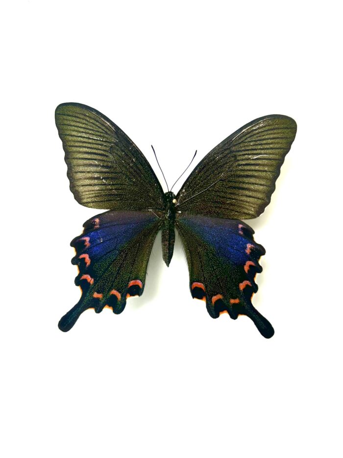 Papilio Bianor Okinawaensis - Papillon Japonnais Rare Naturalisé – Image 4