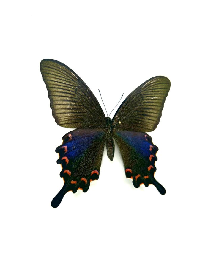 Papilio Bianor Okinawaensis - Papillon Japonnais Rare Naturalisé – Image 5