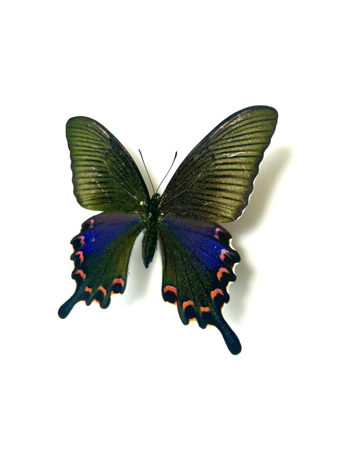 Papilio Bianor Okinawaensis - Papillon Japonnais Rare Naturalisé – Image 6
