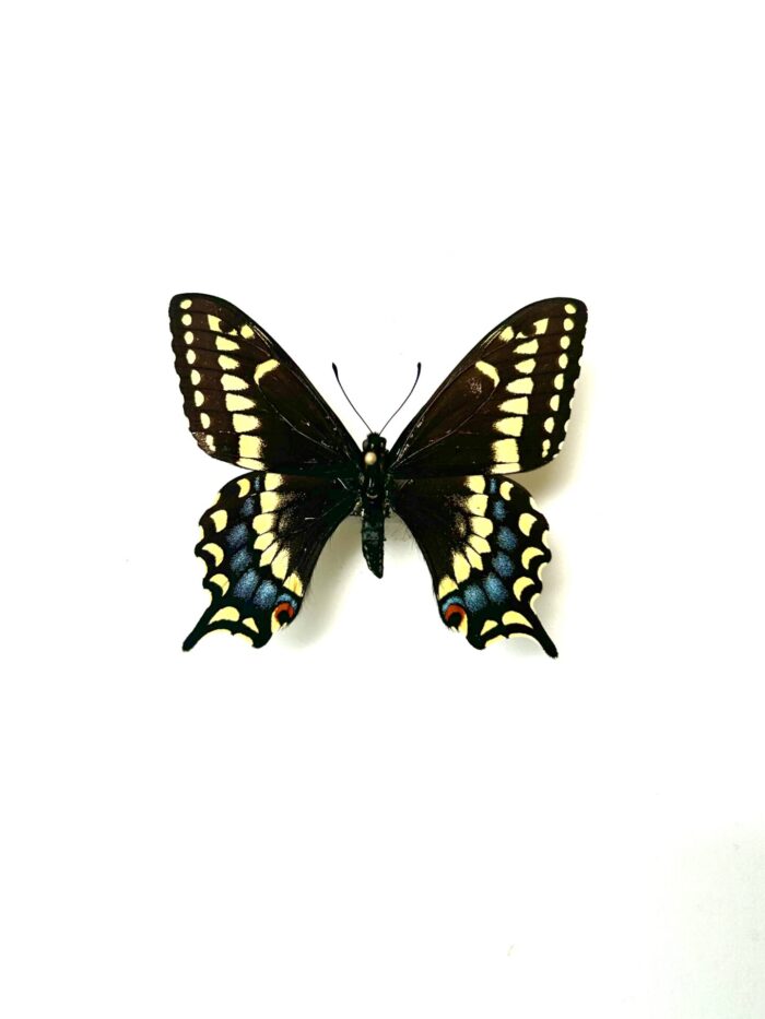 Papilio Brevicauda - Papillon Queue-Courte du Canada - Collection