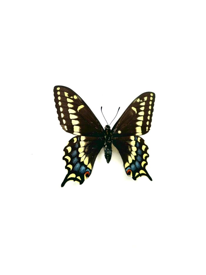 Papilio Brevicauda - Papillon Queue-Courte du Canada - Collection – Image 2