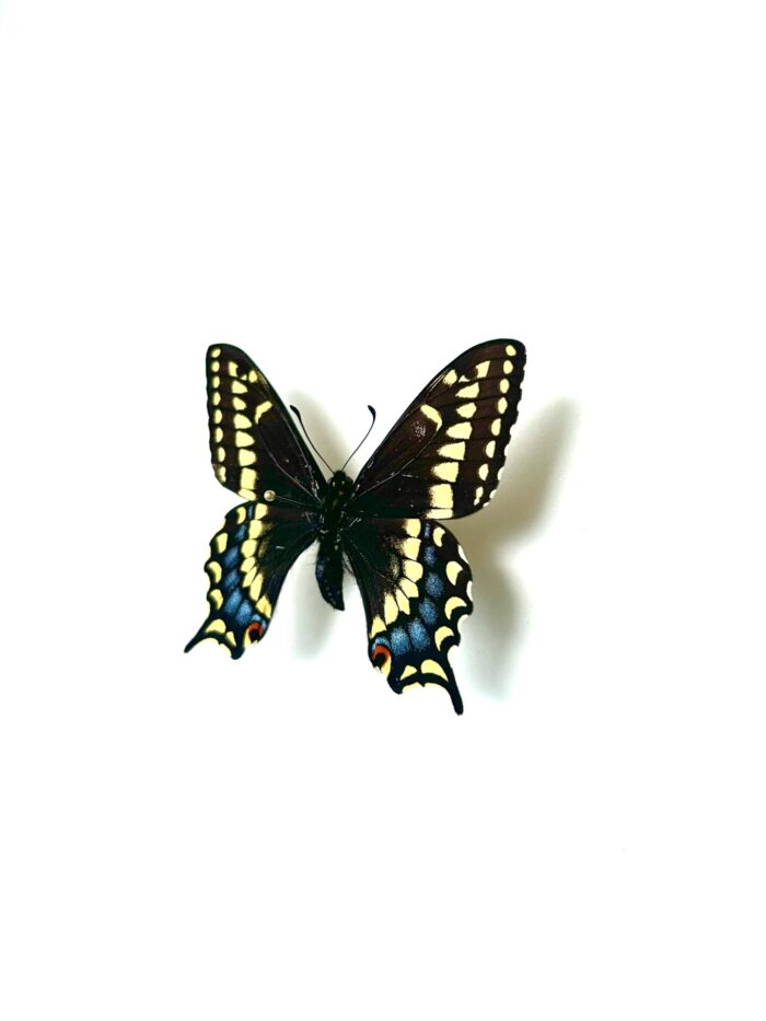Papilio Brevicauda - Papillon Queue-Courte du Canada - Collection – Image 3