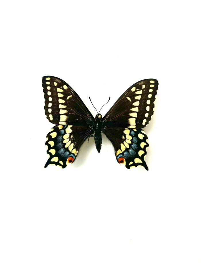 Papilio Brevicauda - Papillon Queue-Courte du Canada - Collection – Image 4