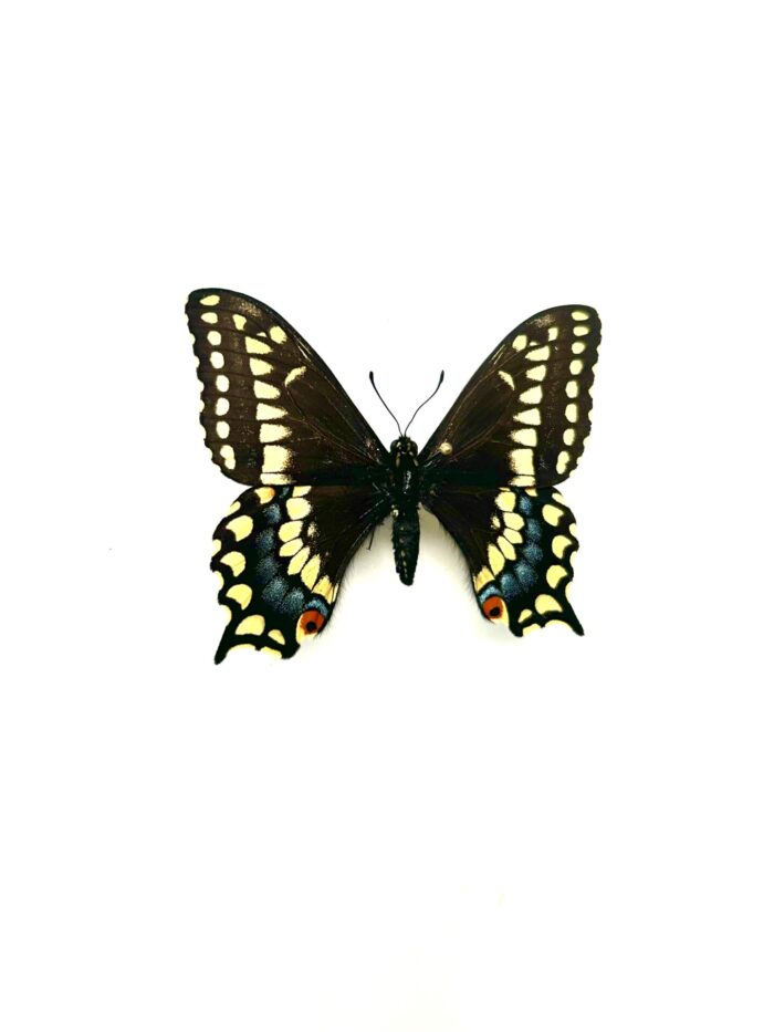 Papilio Brevicauda - Papillon Queue-Courte du Canada - Collection – Image 5
