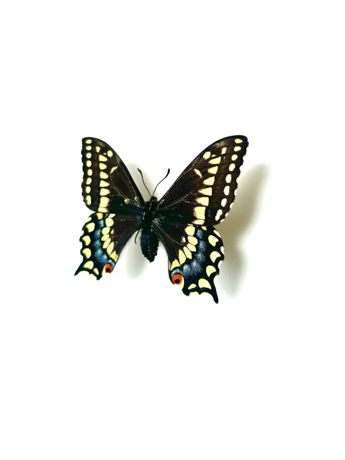Papilio Brevicauda - Papillon Queue-Courte du Canada - Collection – Image 6