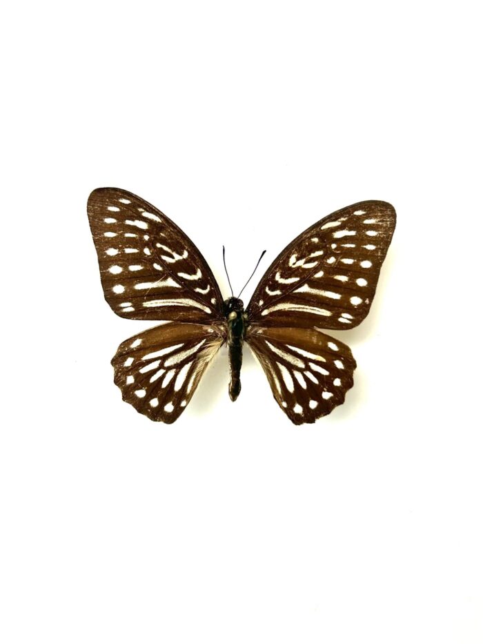 Graphium Felixi - Papillon Rayé Elégant - Spécimen Naturalisé