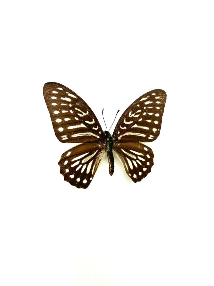 Graphium Felixi - Papillon Rayé Elégant - Spécimen Naturalisé – Image 2