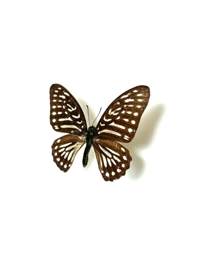 Graphium Felixi - Papillon Rayé Elégant - Spécimen Naturalisé – Image 3