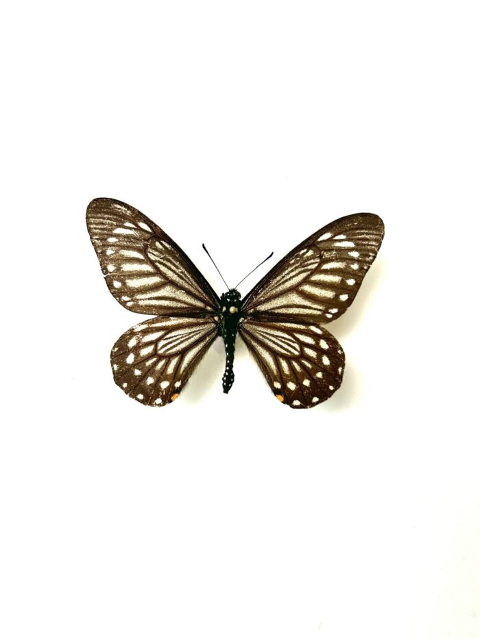 Chilasa Epycides - Papillon Noir Et Blanc Elancé - Papillon Naturalisé