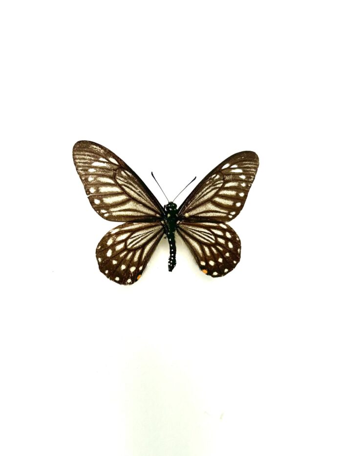 Chilasa Epycides - Papillon Noir Et Blanc Elancé - Papillon Naturalisé – Image 2