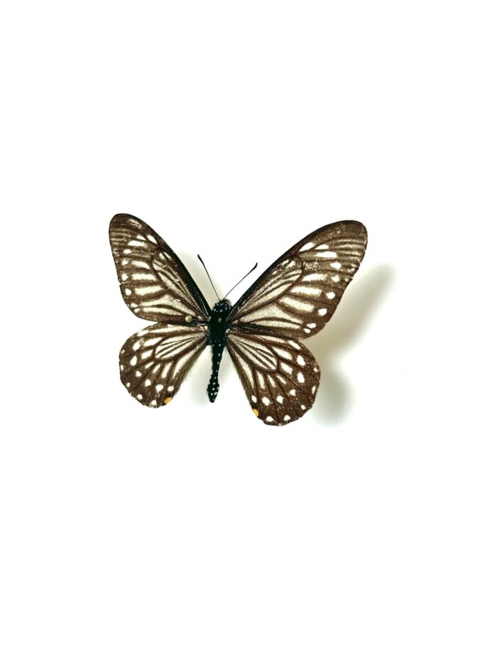Chilasa Epycides - Papillon Noir Et Blanc Elancé - Papillon Naturalisé – Image 3