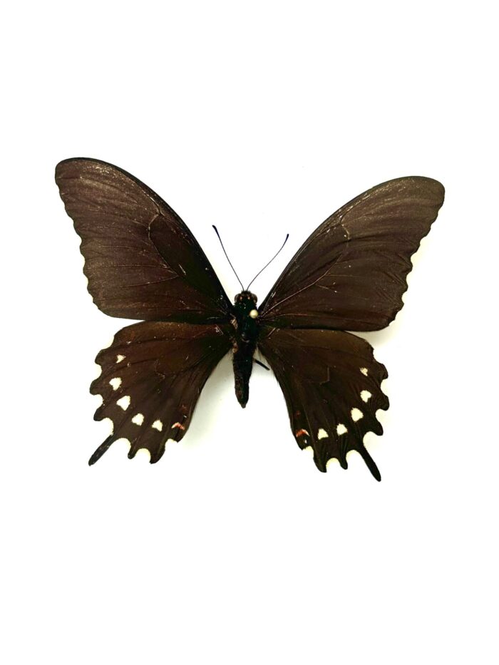 Papilio Erostratus - Papillon Américain Elégant - Spécimen Naturalisé
