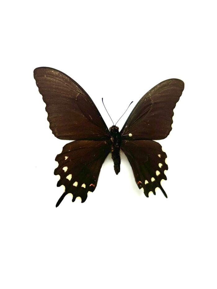 Papilio Erostratus - Papillon Américain Elégant - Spécimen Naturalisé – Image 2