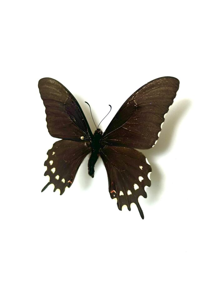 Papilio Erostratus - Papillon Américain Elégant - Spécimen Naturalisé – Image 3