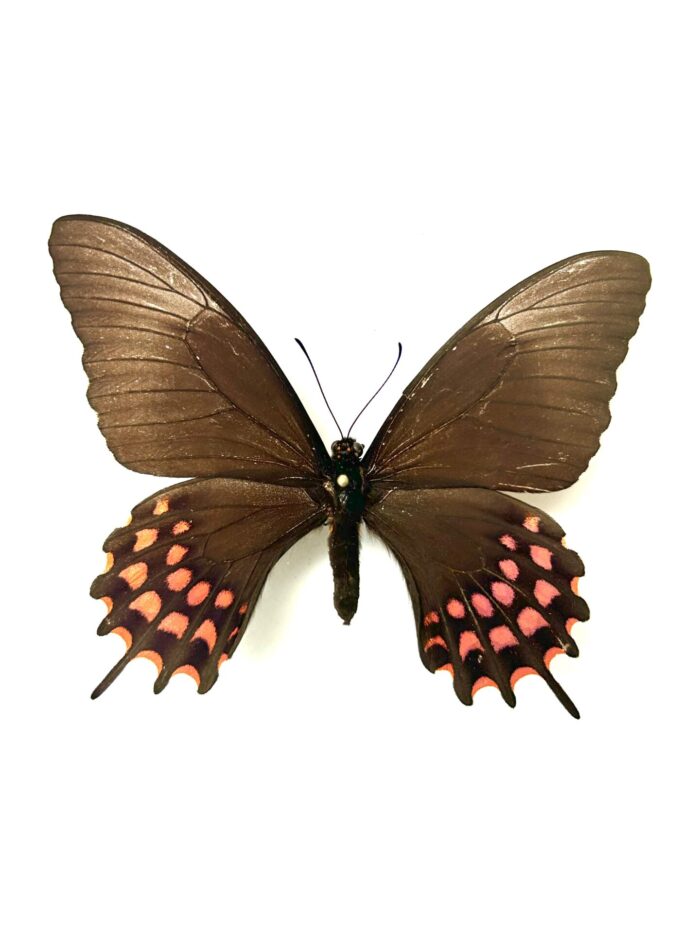 Papilio Erostratus - Papillon Américain Elégant - Spécimen Naturalisé – Image 4