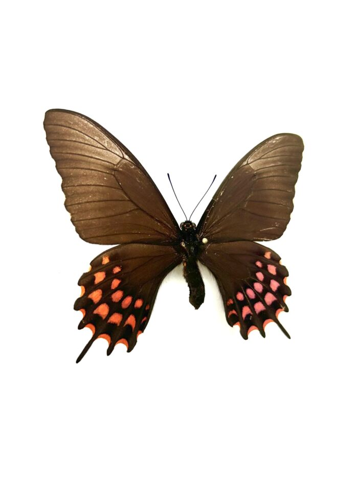 Papilio Erostratus - Papillon Américain Elégant - Spécimen Naturalisé – Image 5