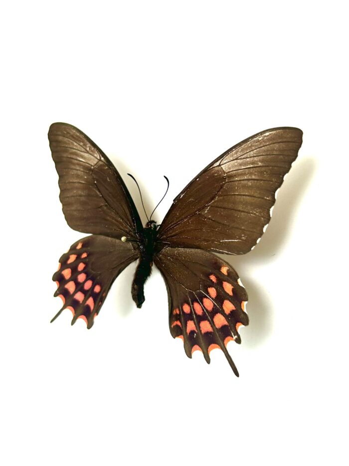 Papilio Erostratus - Papillon Américain Elégant - Spécimen Naturalisé – Image 6