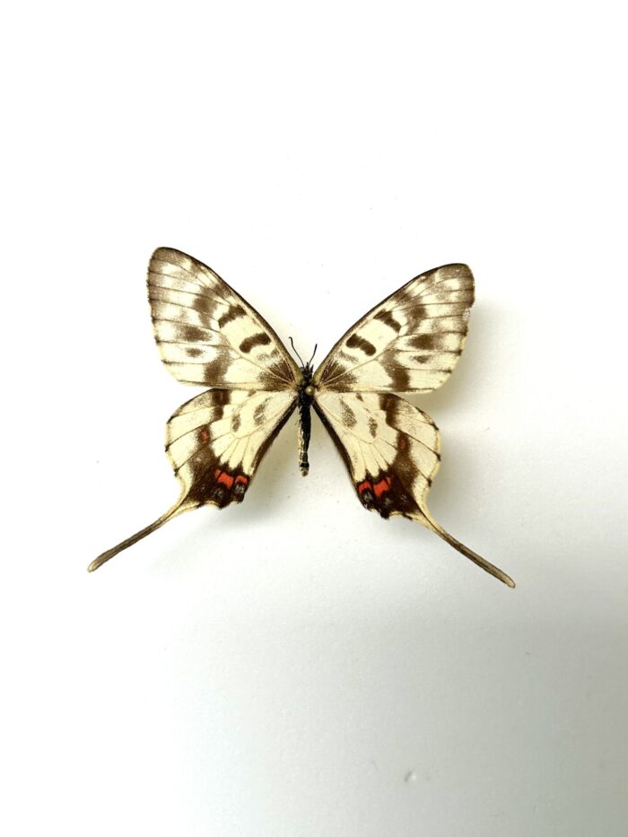 Sericinus Montela - Papillon Asiatique Voilé - Spécimen Rare