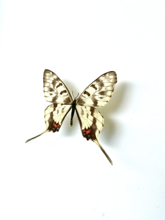 Sericinus Montela - Papillon Asiatique Voilé - Spécimen Rare – Image 3