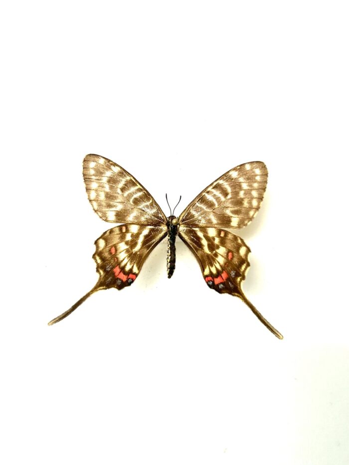 Sericinus Montela - Papillon Asiatique Voilé - Spécimen Rare – Image 4