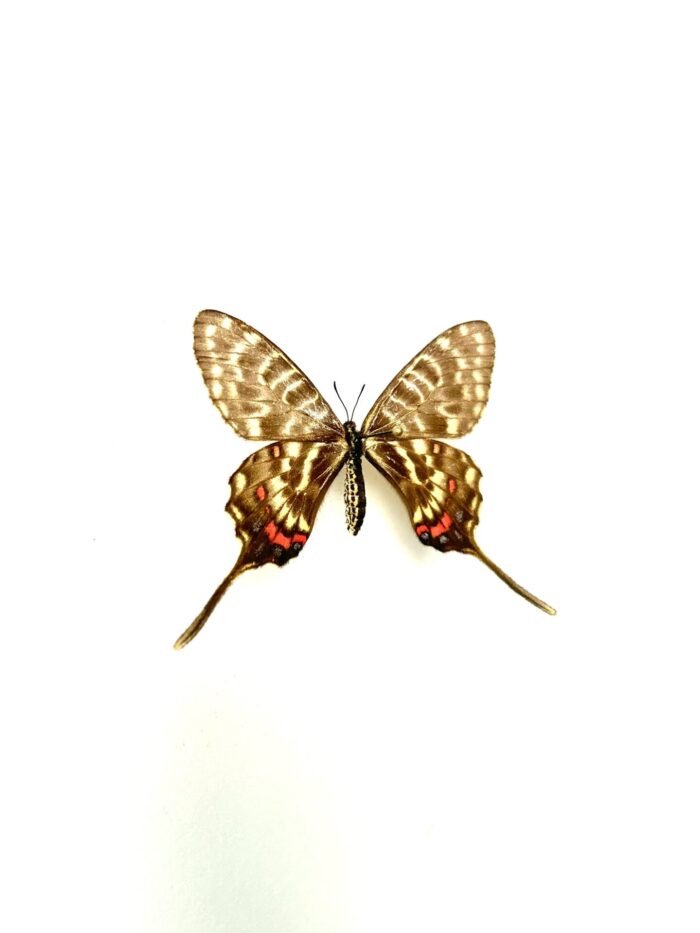 Sericinus Montela - Papillon Asiatique Voilé - Spécimen Rare – Image 5