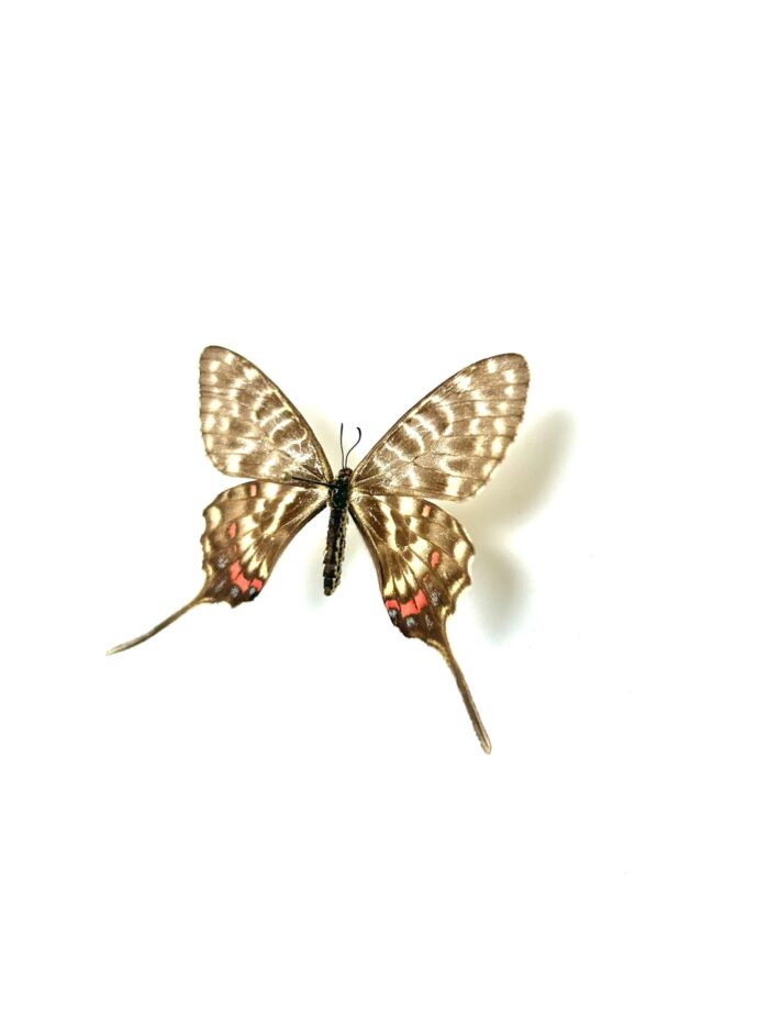Sericinus Montela - Papillon Asiatique Voilé - Spécimen Rare – Image 6