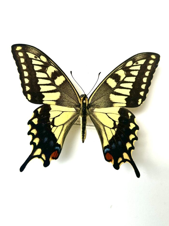 Papilio Machaon Hypocrates - Variation Japonaise Du Machaon