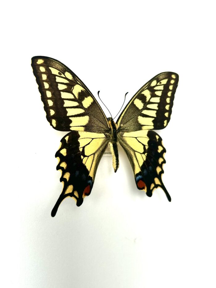Papilio Machaon Hypocrates - Variation Japonaise Du Machaon – Image 2