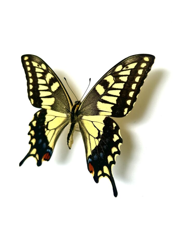 Papilio Machaon Hypocrates - Variation Japonaise Du Machaon – Image 3
