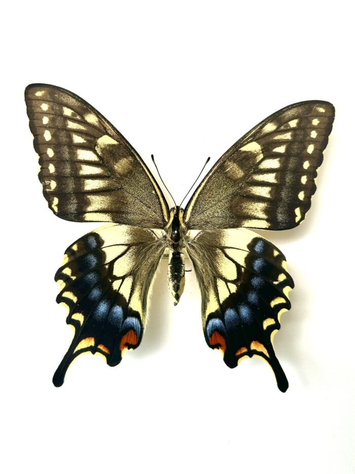 Papilio Machaon Hypocrates - Variation Japonaise Du Machaon – Image 4