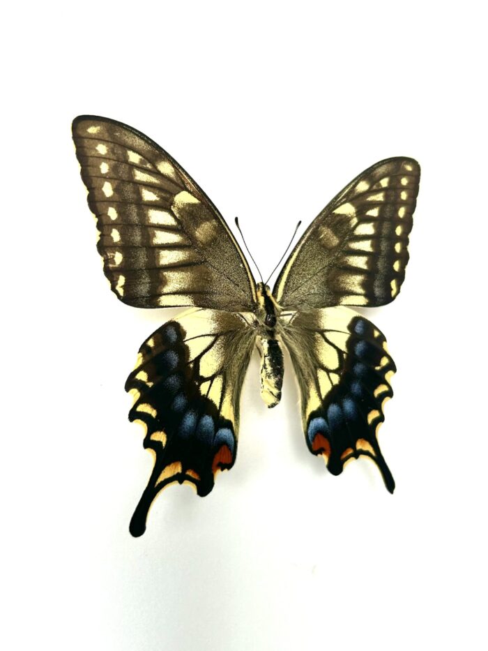 Papilio Machaon Hypocrates - Variation Japonaise Du Machaon – Image 5