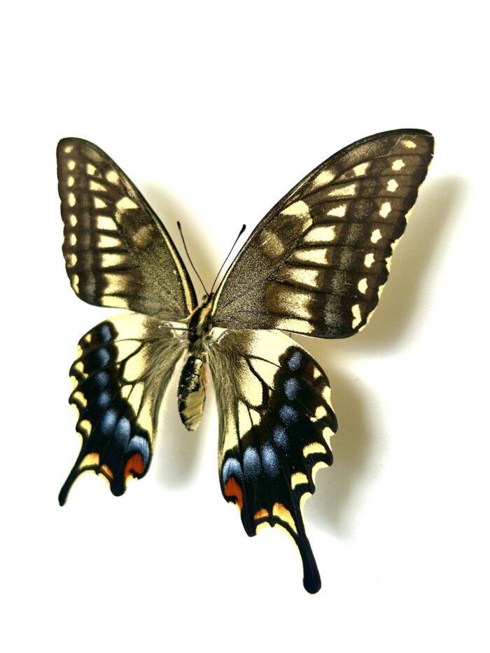 Papilio Machaon Hypocrates - Variation Japonaise Du Machaon – Image 6
