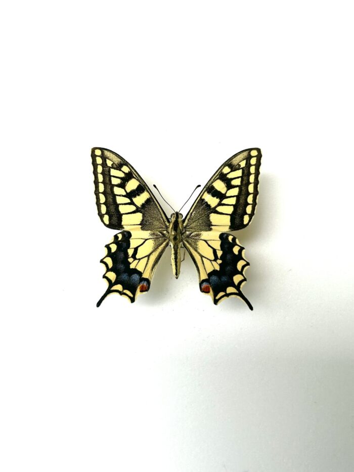 Papilio Saharae - Papillon Africain Rare - Spécimen De Collection