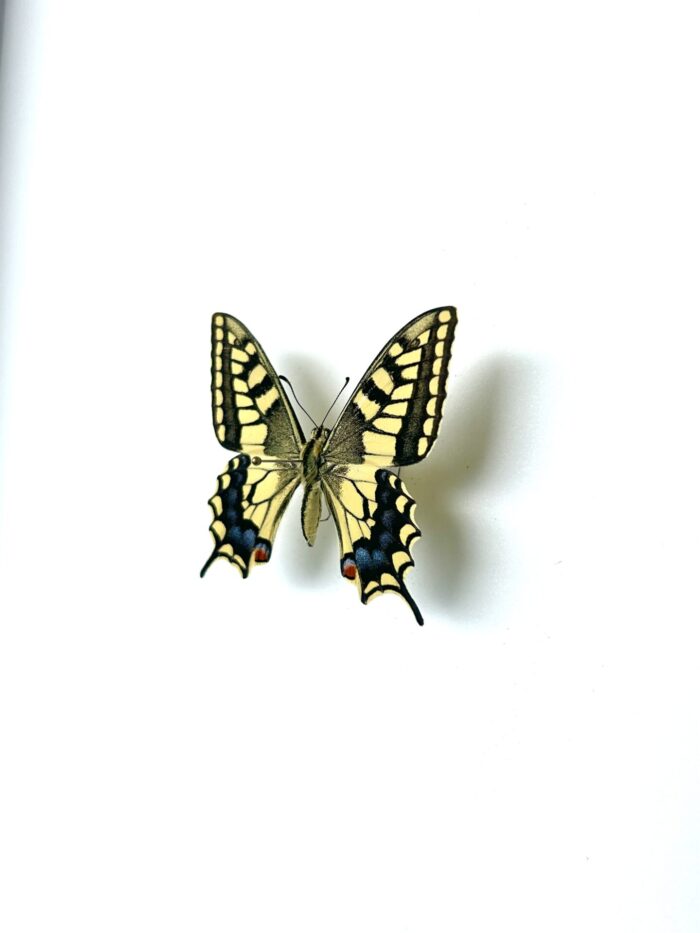 Papilio Saharae - Papillon Africain Rare - Spécimen De Collection – Image 3