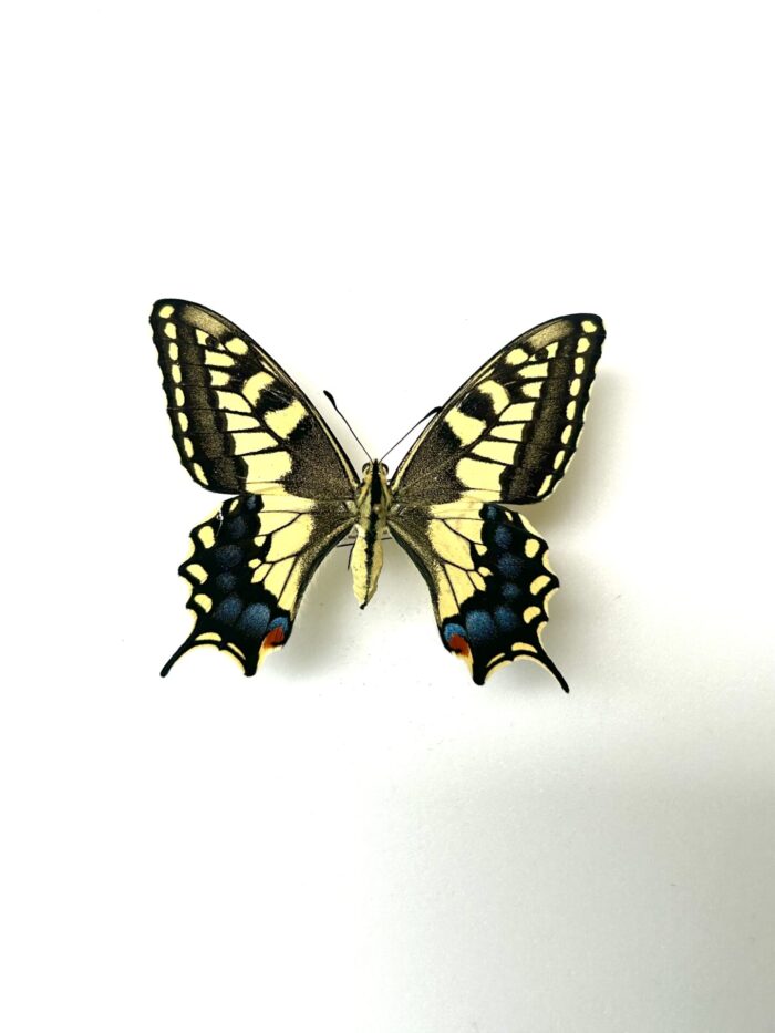 Papilio Saharae - Papillon Africain Rare - Spécimen De Collection – Image 4