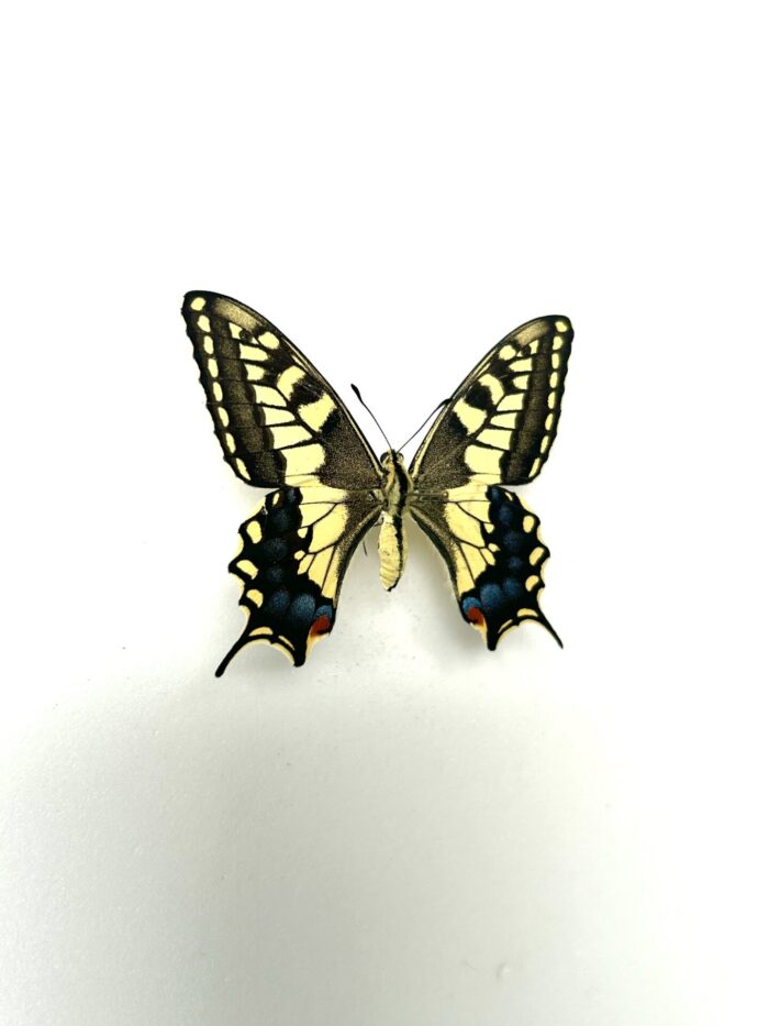 Papilio Saharae - Papillon Africain Rare - Spécimen De Collection – Image 5
