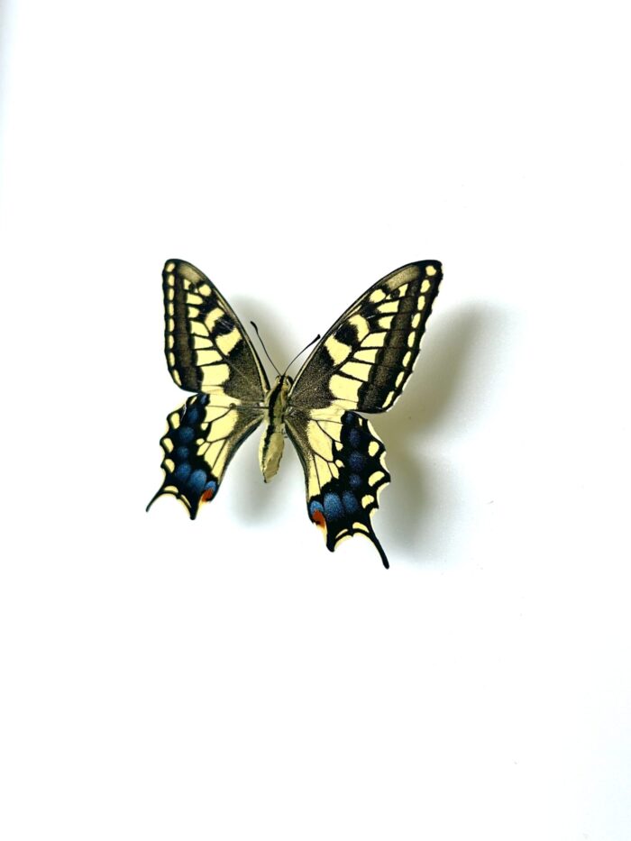 Papilio Saharae - Papillon Africain Rare - Spécimen De Collection – Image 6